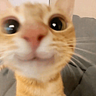 Meow