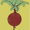 Beet