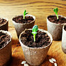 Tulsa SEED Study