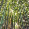 Bamboo Seed Small Caps