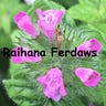 Raihana Ferdaws