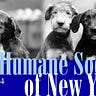 Humane Society of New York
