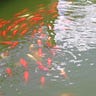 Afishamongmany