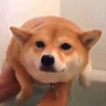 Impossible Shibe