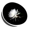 Night-blooming Ceroid