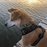 Rusty Shackleford