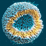 Omega3 Research