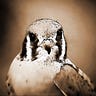 The Peregrine Journal