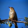 Marvis The Thrush