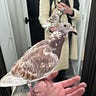 The Pigeon Shaman