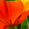 Red Poppy Resumes Medium Red Poppy Resumes Medium