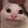 Meme Cat