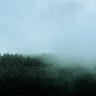 Misty clouds over a coniferous forest