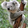 Cheetah Koala