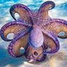 Octopus Anonymous Comestiblus