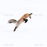 Fox Not Found