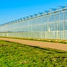 ongreenhousevegetables