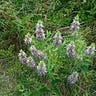 Thyme and Time Again