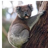 Primary Koala