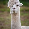 Llamacorn