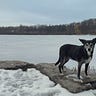 A photo of Chela at the lake, staring into your soul as she enjoys doing