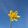 daffodil tapir