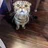 Kurt S. Inu