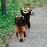 Kat’s Story Quality Red Panda