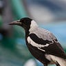 Magpie Woman.