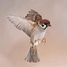 SmallSparrow8