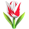 Tulips_Farm