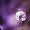 dandelion blowing Medium Writer - @dandelionblowing Profile image