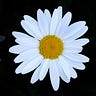 D🌼isy