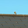 Anonymous Bird