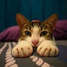 Meow Lookout