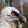 ThaBeardedVulture