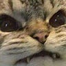 hookerfeline54