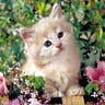 Tiny Little Paws