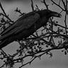 Ravenshade