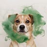 The Green Watchdog