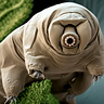 Tardigrade Milk Medium Writer - @tardigrademilk Profile image