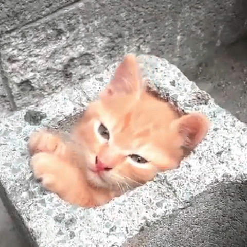 あるふぇ