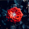 Roses Write🍁 Medium Writer - @RosesWrite Profile image