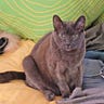 Catness
