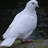 DISCERNER O M G 🕊️✍️💯