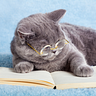 The Cat is Reading