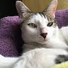 Meowlon