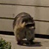 Trash Panda Medium Writer - @vnazareth1 Profile image