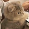 Pet mania