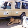 Safari Big 5
